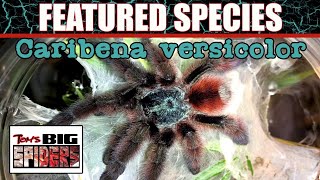 FEATURED SPECIES 1  Caribena Versicolor Martinique pinktoe [upl. by Becket]