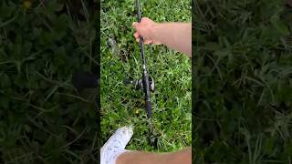 Froggin bass fishing bassfishing giantbass fish fishinglife floridaoutdoors bass largemouth [upl. by Villiers]