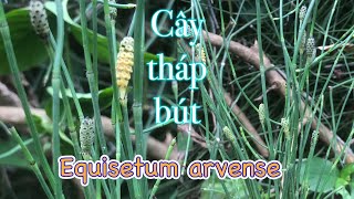 Cây tháp bút  mộc tặc  Equisetum arvense một vị thuốc quý trong bài thuốc trị sỏi thận [upl. by Livvie]