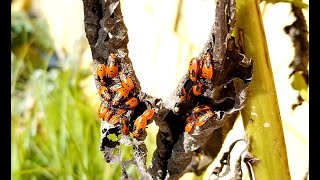 Milkweed Bugs and Milkweed Good or Bad [upl. by Nissa]