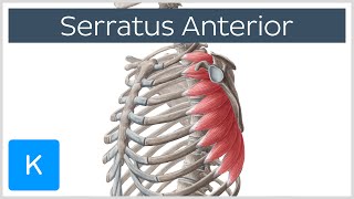 Serratus Anterior Muscle Function Origins  Human Anatomy  Kenhub [upl. by Morganstein]