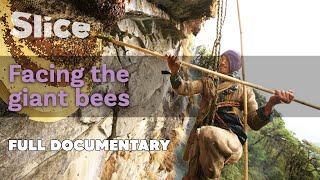 Facing the giant bees  SLICE I Full documentary [upl. by Rostand]