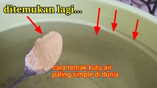 lagi‼ ditemukan cara ternak kutu air paling simple dan efektif [upl. by Spillar]