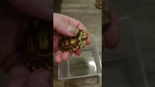 NEW KID NEEDS A NAME tortoises tortoise sulcata sulcatatortoise turtle [upl. by Oiromed772]