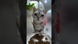 Cats With Manners Hilarious Kitty Eats with Both Paws [upl. by Akeyla]