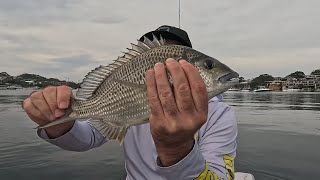 Monster Bream on a Zipbaits Skinny Pop JR [upl. by Herb114]