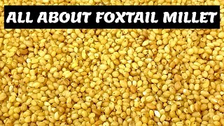 All About Foxtail Millet  Health Benefits of Foxtail Millet l Positive Millets  Siridhanya Millets [upl. by Remled358]