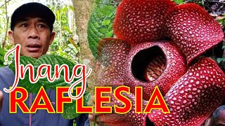 Mengenal Inang Bunga Raflesia Arnoldi  Tetrastigma  Wonderful Bengkulu [upl. by Akialam85]