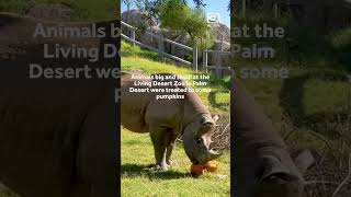 Living Desert Zoo animals get into the Halloween spirit [upl. by Mccandless]