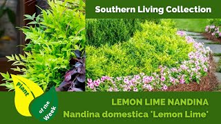 LEMON LIME NANDINA  Nandina domestica Lemon Lime  Southern Living Collection [upl. by Hguh90]