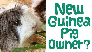 Guinea Pig BEGINNERS  Helpful ADVICE amp TIPS for a Happy Guinea Pig [upl. by Hudis]