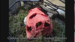 Red Cage Stinkhorn Fungus Time Lapse [upl. by Sifan463]