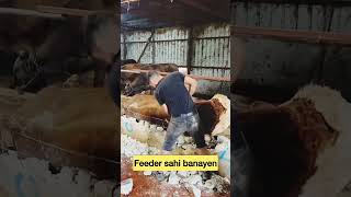 Feeder me hi phas gya🤣 rooftop farming GOAT farm animals pets earn [upl. by Yenoh]