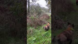 Chaud foryou chasse chien hunting sanglier [upl. by Adlig]