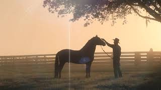 Handsome Talented dark bay Paso Fino Stallion standing at stud in Florida  TRIBUTO DE BESILU [upl. by Llemmart]