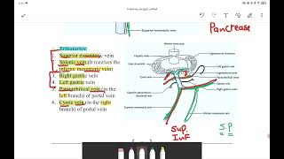 Portal venous system [upl. by Enatan]