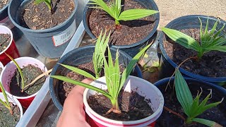 Washingtonia Filifera update California fan palm [upl. by Hardman]