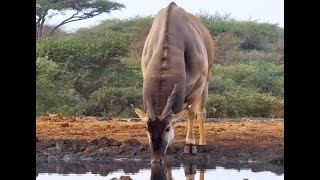 The Clicking Knees Of A Heavyweight Eland Bull [upl. by Marb]