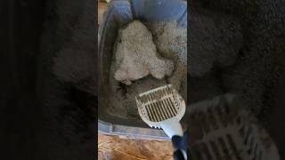 Beware Of This Inside Of Your Cat Litter Box barncats [upl. by Keiryt744]