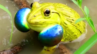 Best Frog Sounds  Beautiful Indian Bullfrog Video [upl. by Berthold184]