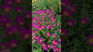 Rose moss portulaca purslane cinderella graniflora 45 colour combo pack 9024227977 [upl. by Yvan236]