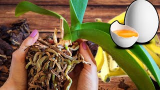 14 Easy Steps Orchid Care For Beginners  Phalaenopsis orchid care for beginners  iKnow [upl. by Supat484]