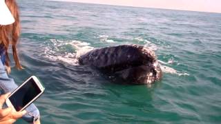 Baja Whale Watching March 2015 [upl. by Yalcrab845]