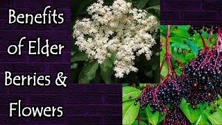 Benefits of Elderberries and Elderflowers [upl. by Aeslek27]