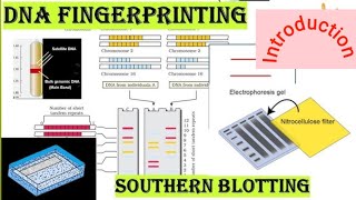 DNA FINGERPRINTING INTRODUCTION [upl. by Saalocin]