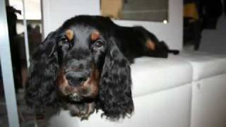 James Gordon Setter first four months [upl. by Michaele]