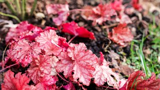 Primo® Peachberry Ice Heuchera [upl. by Dnomyar]