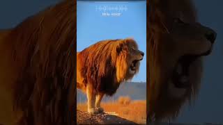 factzone facts subscribe youtubeshorts like short shorts youtube lion animalfacts [upl. by Ecertap]