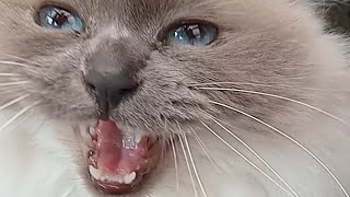 Cat Meows Compilation 81 [upl. by Anglim]