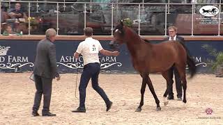 N 31 BY STIVAL KOSSACK Sentower Diamond Trophy 2021 European Show Stallions 7 9 Years Old Clas [upl. by Aisel875]