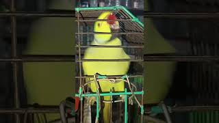 parrot 🦜🦜 chor pakshi youtubeshorts viralvideo birds like subscribe comment Kora dine19102024🦜 [upl. by Daht]