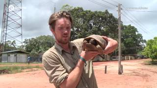 Atlas Suriname Schildpad [upl. by Aihsilat24]