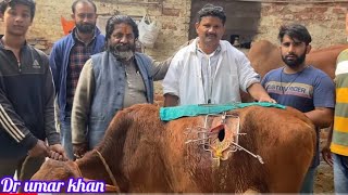 Rumenotomy in animal l impaction of rumen l Bloat l Tympany l अफ़ारा l plastic bag in rumen l drumar [upl. by Siraf]