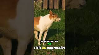 Barkless But Still Expressive The Unique Vocal Style of Basenji Dogs [upl. by Yasui]