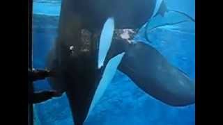 Tilikum Orca Killer Whale Talking at Sea World Florida [upl. by Atiuqcaj]