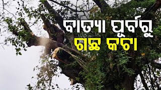 Branches of Big Trees Trimmed in Balasore ahead of Cyclone [upl. by Cobbie]