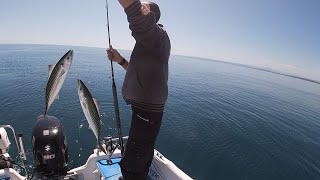 Assurdità in mare  Due Palamite con un esca  Pesca a traina con il vivo [upl. by Zeidman]