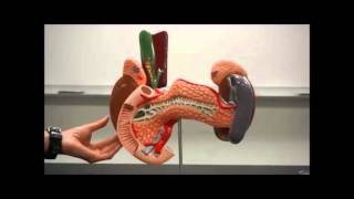 Video Digestive System Anatomy Model Liver Gallbladder Common bile duct Pancreas Adrenal Glands [upl. by Elwee]