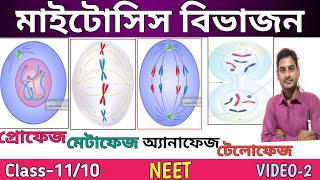 Mitosis Cell Division in bengali  Class1110  ProphaseMetaphaseanaphaseTelophase in Bengali [upl. by Anilegna]