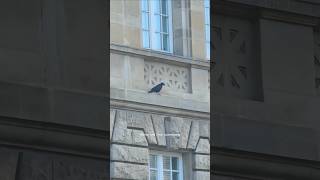 Walnut and Crow Luxembourg Spuerkeess Agence Gare superkeess crow walnut luxembourgcity luxem [upl. by Tremain]