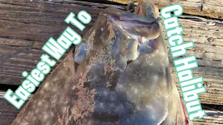 EASIEST Way To Catch Halibut [upl. by Tiphane]