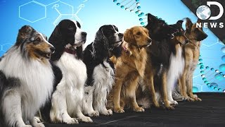 How Are New Dog Breeds Created [upl. by Ester748]