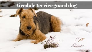 Airedale terrier guard dog Latest Updated Video [upl. by Annodahs]