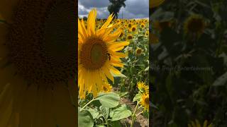 Gundlupete sunflower field  Gundlupet  Gundlupet tourist placesKarnatakasunflower shortsvideo [upl. by Pincince]