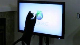 Cat Attacks XBOX 360 Logo [upl. by Egni]