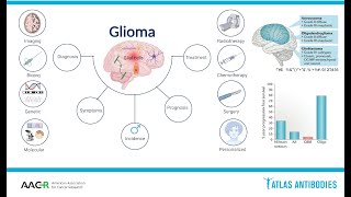 Glioma Biology and Molecular Markers [upl. by Tnahsarp]